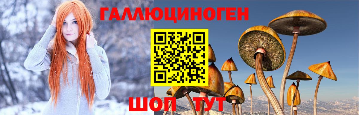 Камышин  Галлюциногенные грибы прущие грибы  Вход с VPN  Псилоцибиновые грибы GOLDEN TEACHER 